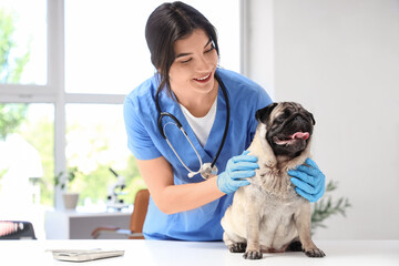 Female veterinarian with pug dog in clinic