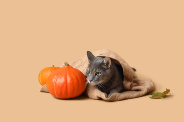 Cute cat with warm scarf and pumpkins lying on beige background