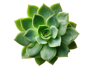Lush green echeveria succulent isolated on black background, Isolated On White Background, Png Transparent