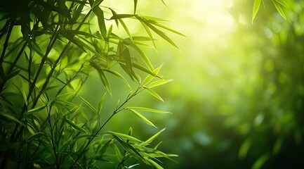 Lush bamboo leaves bathed in sunlight (1)