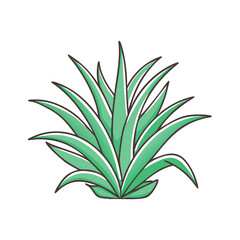 agave-plant