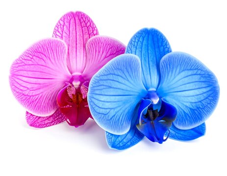 Two vibrant orchids