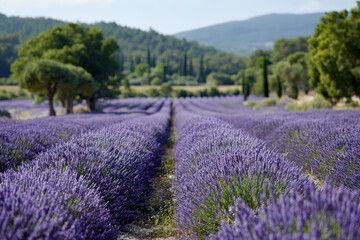 Naklejka premium experience essence of summer in lavender fields of provence where ultrabright blooms stretch endlessly under clear