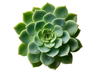 Echeveria succulent plant green rosette close up black background, Isolated On White Background, Png Transparent