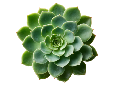 Echeveria succulent plant green rosette close up black background, Isolated On White Background, Png Transparent - Powered by Adobe