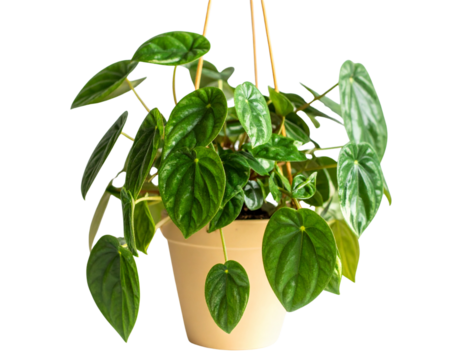  Firefly_A lush green peperomia hanging in a beige pot, isolated on white or transparent back 