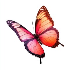 Obraz premium Vibrant pink and orange butterfly in flight against a white background