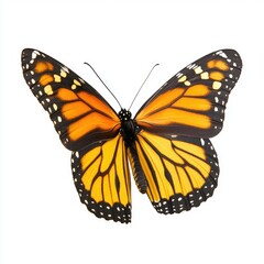 Fototapeta premium Monarch butterfly, vibrant orange and yellow wings, black markings, isolated on white