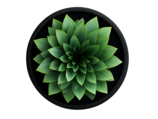 Top view 3D green plant in minimalist black pot icon isolated on transparent background PNG