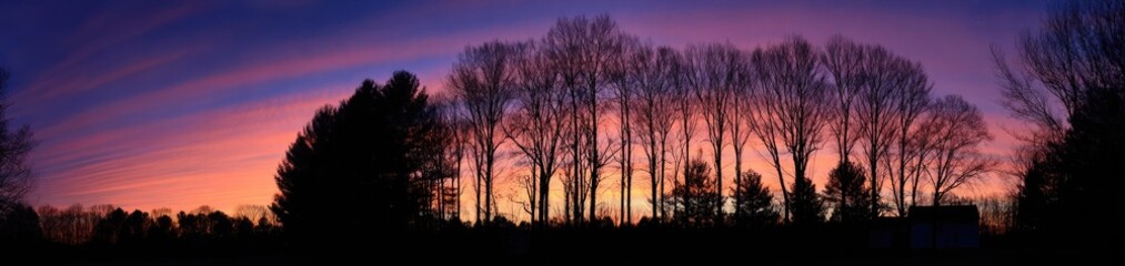 Trees at Dusk