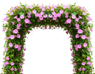 Firefly_A pink arch of morning glory flowers, hanging against a transparent background  