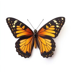 Fototapeta premium Close-up of an orange and black butterfly against white