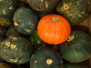 pumpkins on the market