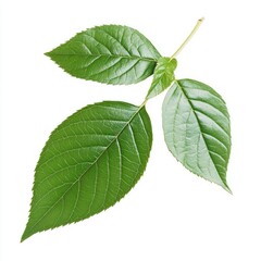 Close-up of three vibrant green leaves on a stem, isolated against a pure white background.  The leaves display a healthy, glossy sheen and intricate venation