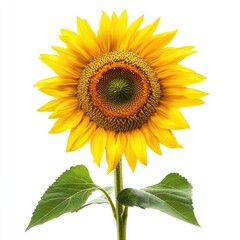 Fototapeta premium Close-up of a vibrant sunflower against white