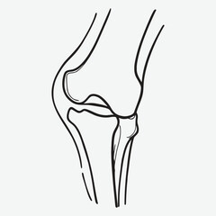 Human knee joint bone line art.