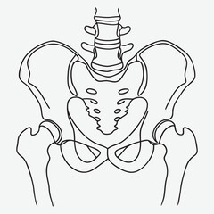 Human pelvis bone line art.