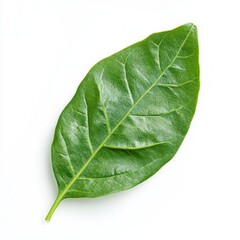 Obraz premium Close-up of a single, vibrant green leaf against a white background