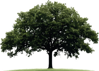 Fototapeta premium A lush green deciduous tree with a strong trunk and full canopy of leaves isolated on white