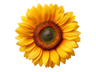 Obraz premium Vibrant sunflower isolated on black background summer bloom, Isolated On White Background, Png Transparent