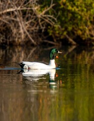 Duck on a calm water