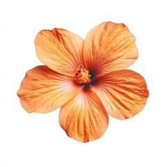 Close-up of a single, peach-orange hibiscus flower