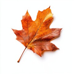 Isolated autumn maple leaf, vibrant orange-brown hue, detailed venation,  against a pure white background