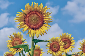 ヒマワリの花（Sunflower）