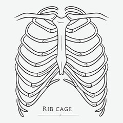 Human rib cage line art.