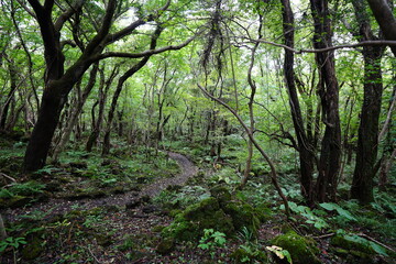 autumn forest and path through ferns