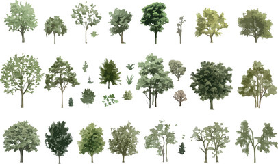 Collection of diverse deciduous and evergreen trees isolated on a white background for design