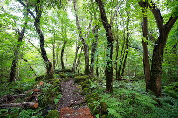 autumn path through mossy rocks and old trees
