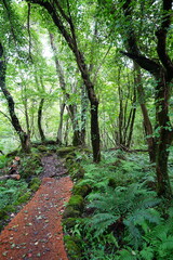 autumn path through mossy rocks and old trees

