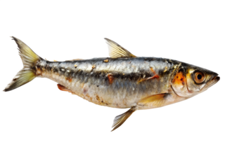 Fresh sardine isolated on transparent background, a small oily fish rich in omega3 fatty acids, vitamins, and minerals, perfect for a healthy diet