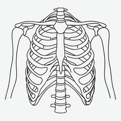 Human skeleton upper body line art.