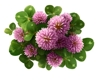 Top-down view of pink clover flowers with green foliage isolated on transparent background PNG