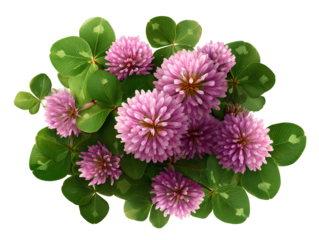 Top-down view of pink clover flowers with green foliage isolated on transparent background PNG