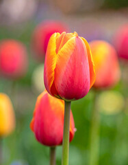 the image features a close up shot of a vibrant flower with a red and yellow gradient on its petals. this bloom stands tall on a slender green stem, positioned slightly off center in the frame
