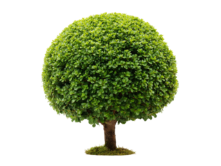Lush green round shaped ornamental tree isolated on black background, Isolated On White Background, Png Transparent