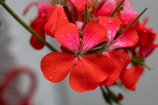 Flores rojas con brisa de lluvia