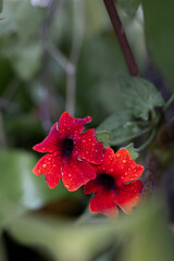 Flores rojas con brisa de lluvia