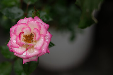 Rosas con brisa en jardín