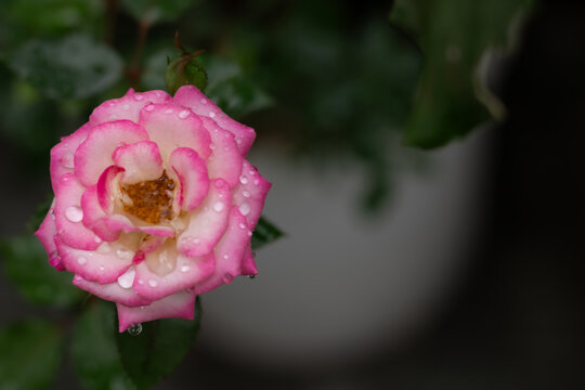 Rosas con brisa en jard&iacute;n
