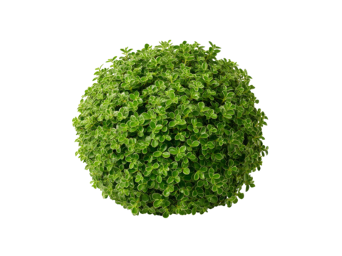 Lush green spherical plant isolated on black background, Isolated On White Background, Png Transparent