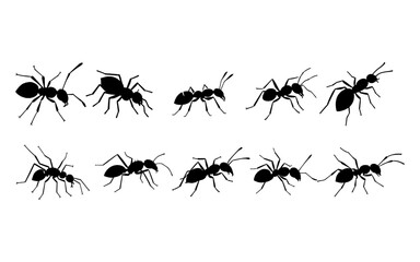 Silhouette Set of Various Ants in Different Positions