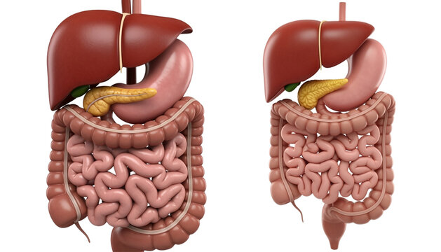 3d illustration of human digestive system isolated on transparent. Human tract internal organs.