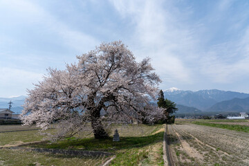 須沼の一本桜