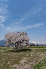 須沼の一本桜
