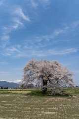須沼の一本桜