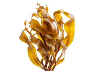 Golden kelp seaweed aquatic plant nature ocean, Isolated On White Background, Png Transparent